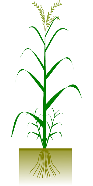 riceplant